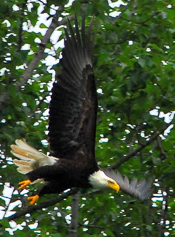 Eagle launch