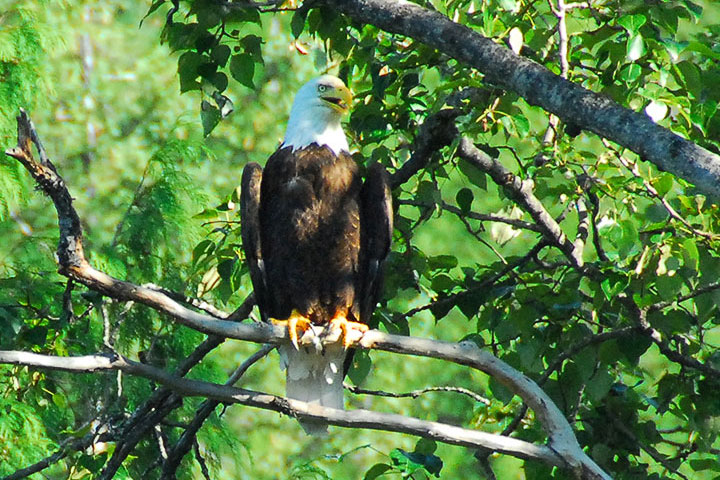 bald eagle