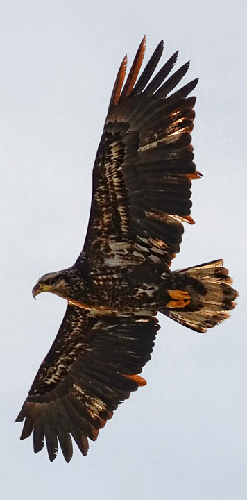 sub adult flying