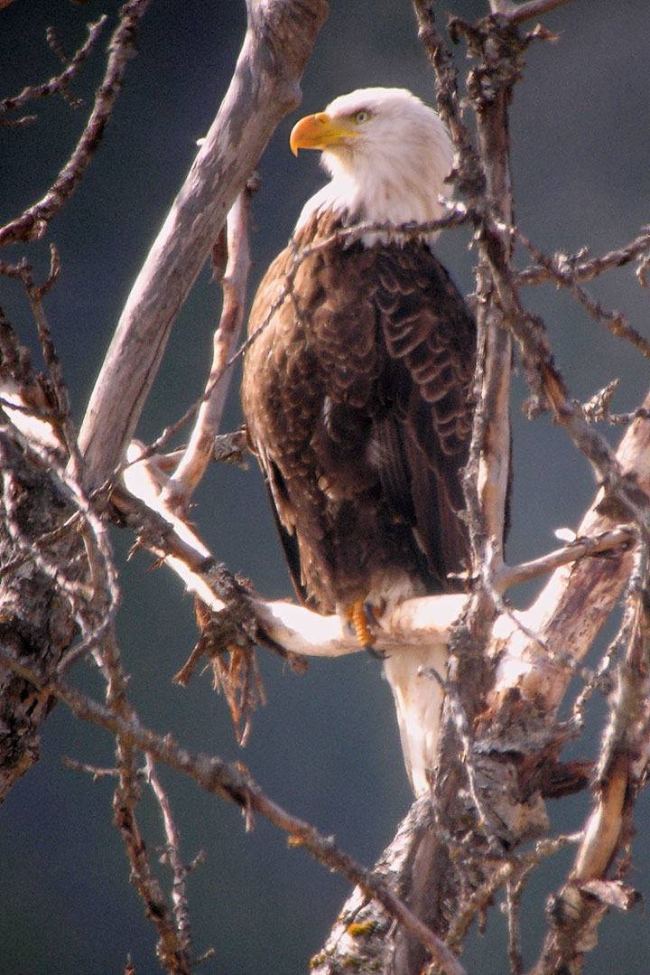 Eagle male