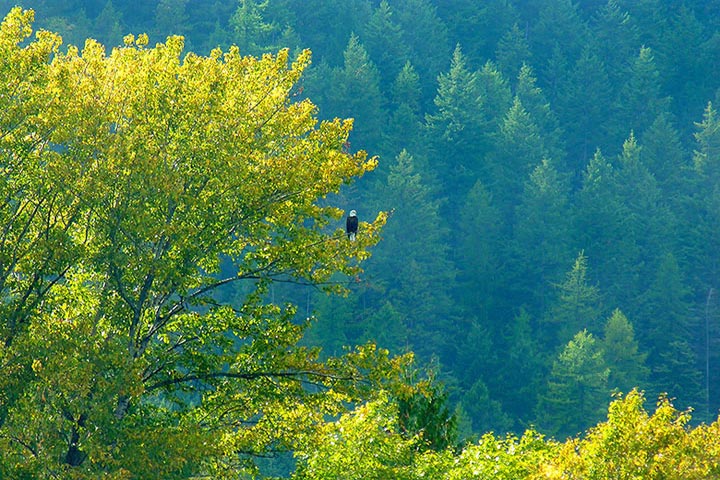 bald eagle in tree