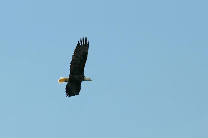 eagle flying