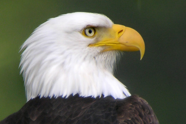 bald eagle head