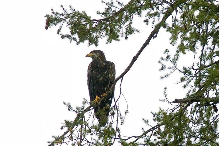 Eagle juvenile