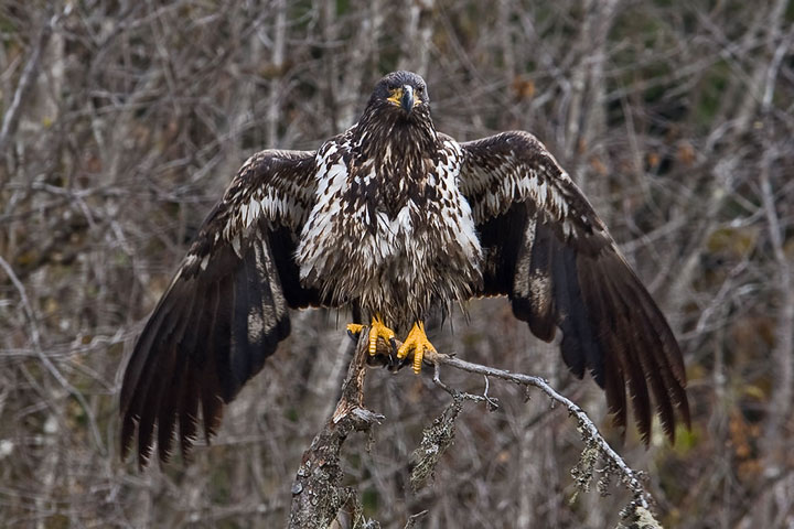 three juvenile eagles