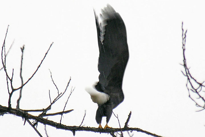 Eagle take off