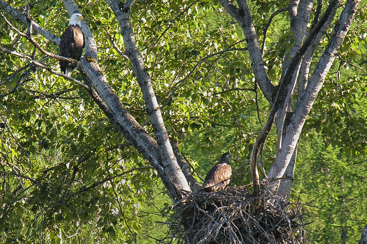 Eagle nest