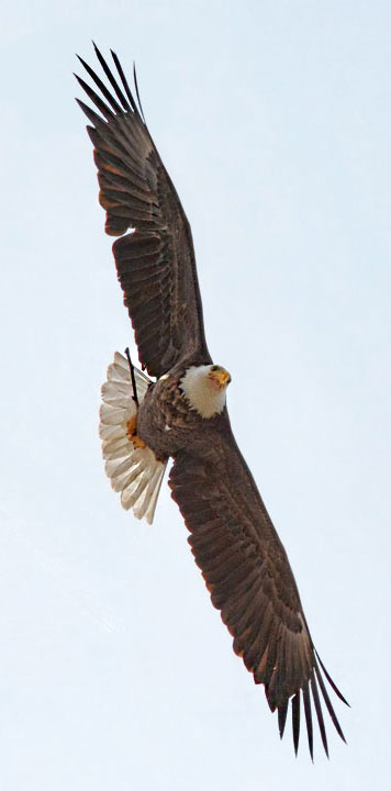 adult flying