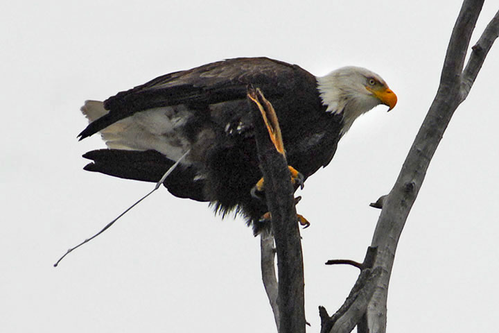 An Bald Eagle lightens its load before taking off