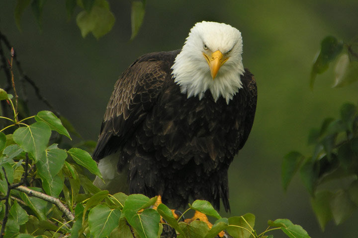 Bald Eagle