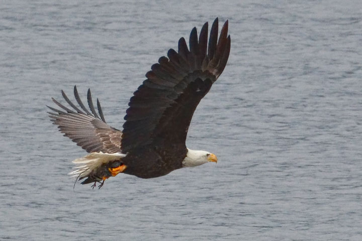 eagle couple
