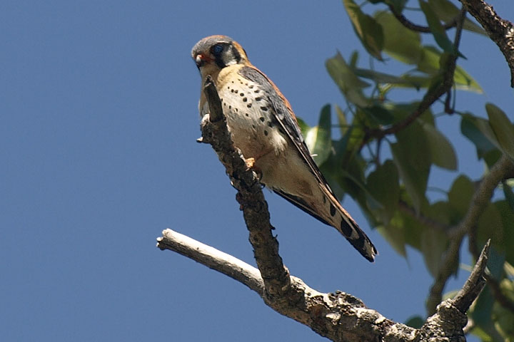 kestrel, male