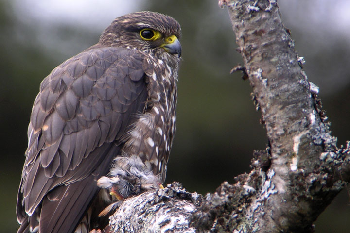 merlin, side view