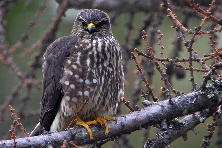 merlin, male