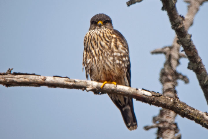 merlin