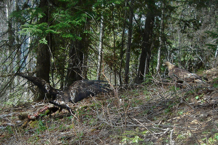 golden eagles