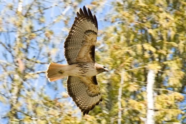 A Red–tailed Hawk flies by