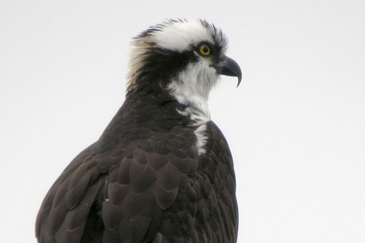 Osprey head