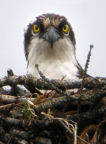 Osprey nest