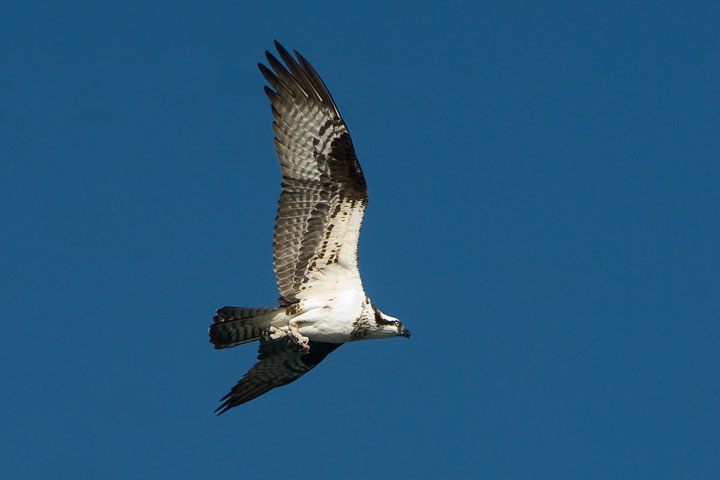 Osprey underwing