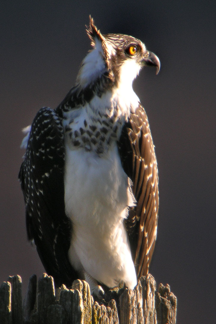 Osprey chick