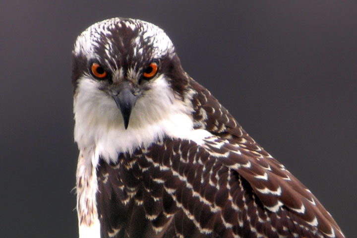 Osprey head