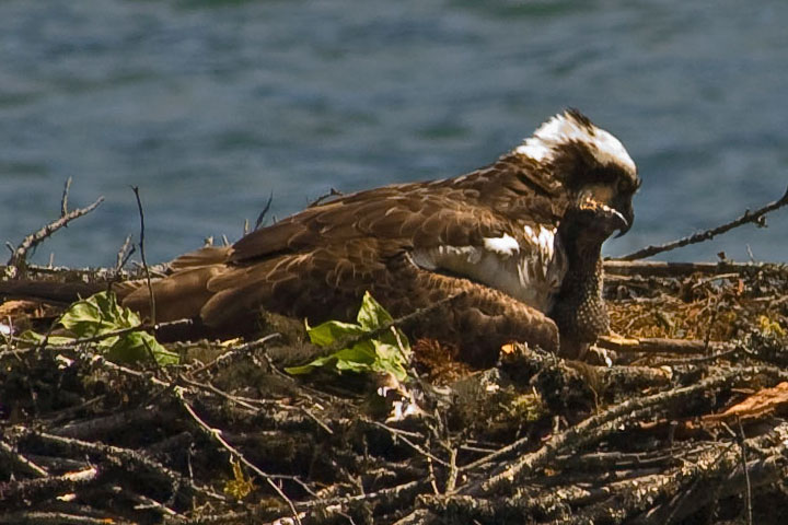 Osprey couple