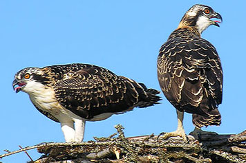 Osprey