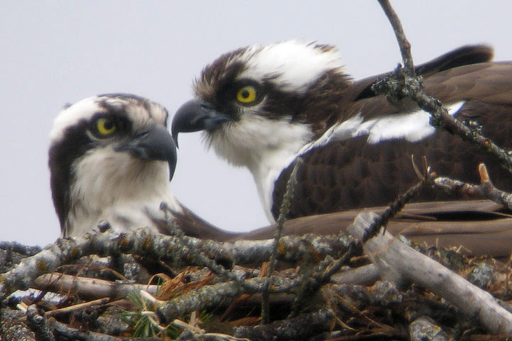 Osprey couple