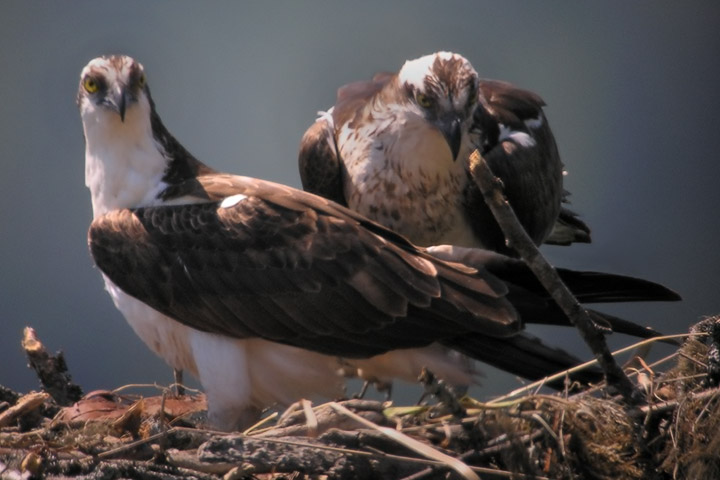 Osprey couple