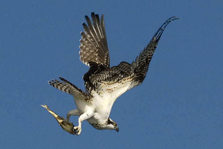 A female Osprey packs a Sucker