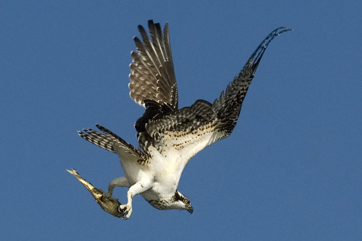 osprey with fish