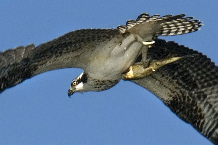 Osprey head