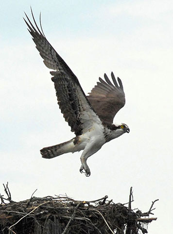 Osprey lifting off