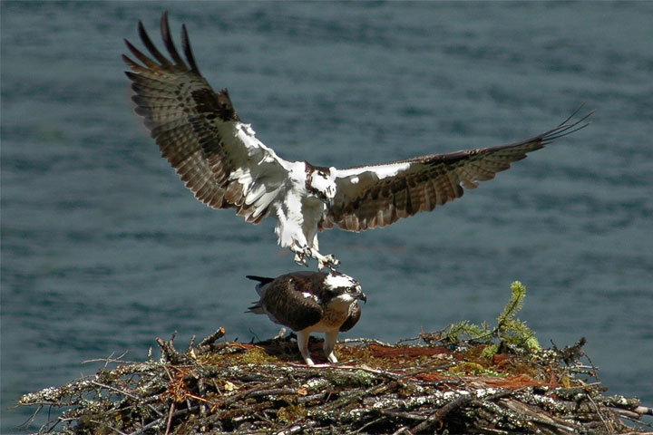 osprey coitus