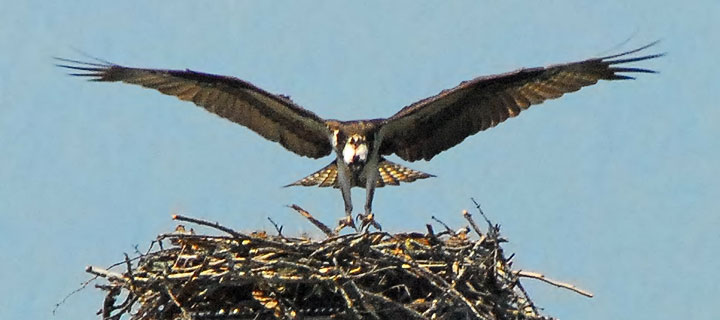 osprey landing