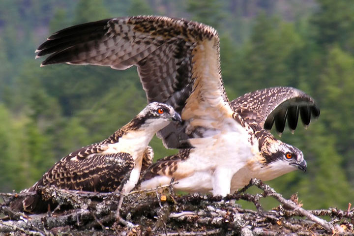 osprey chicks