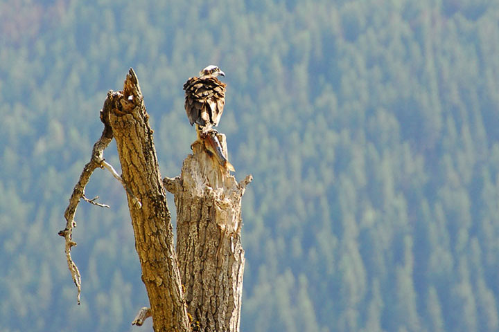 Osprey lunch