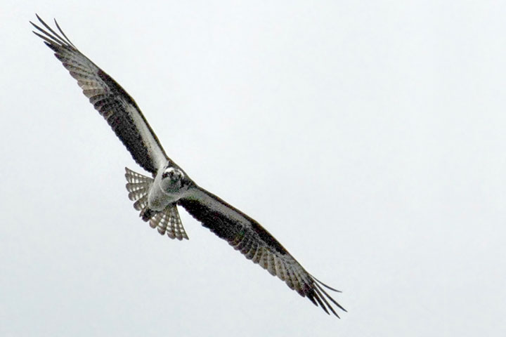 osprey banking