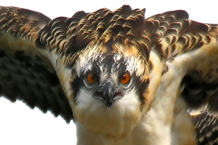 Osprey chick