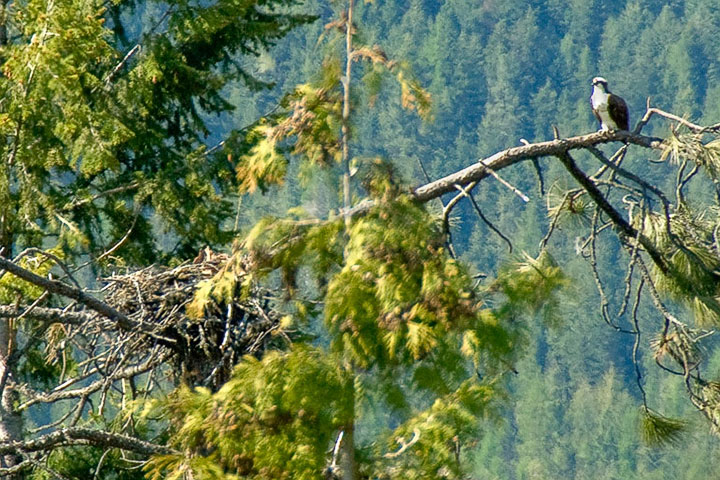 tree nest