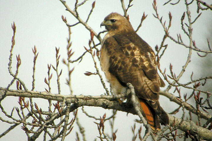 red-tailed hawk