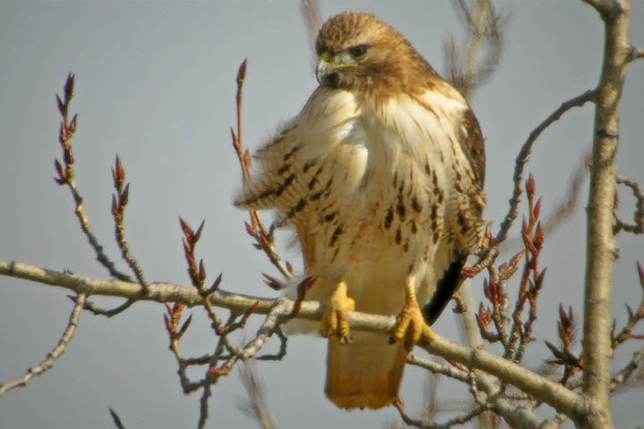 red-tailed hawk