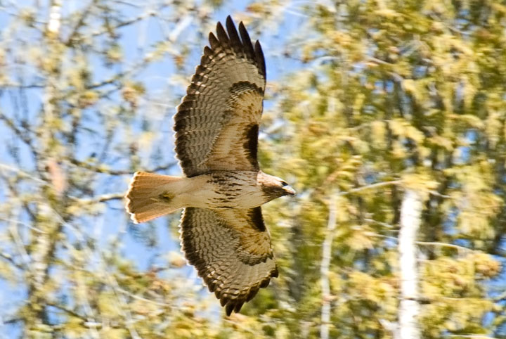 red-tailed hawk