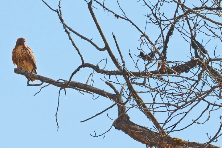 red-tailed hawk