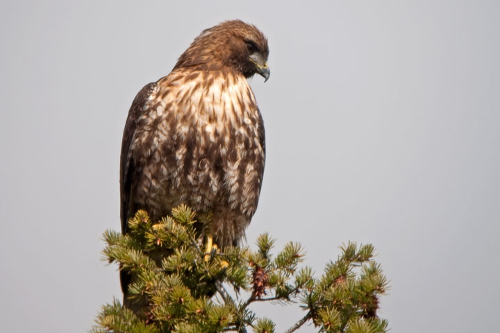 red-tailed hawk