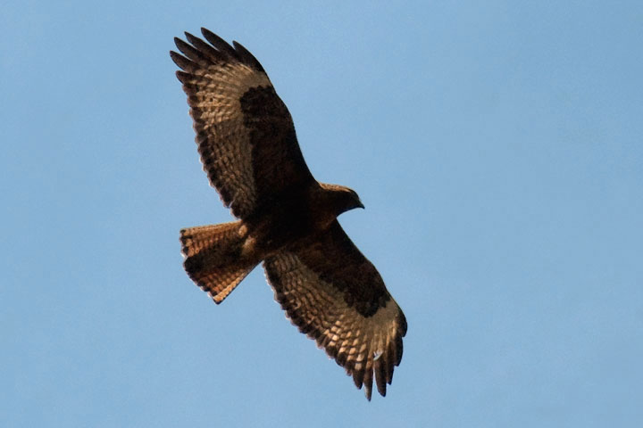 red-tailed hawk