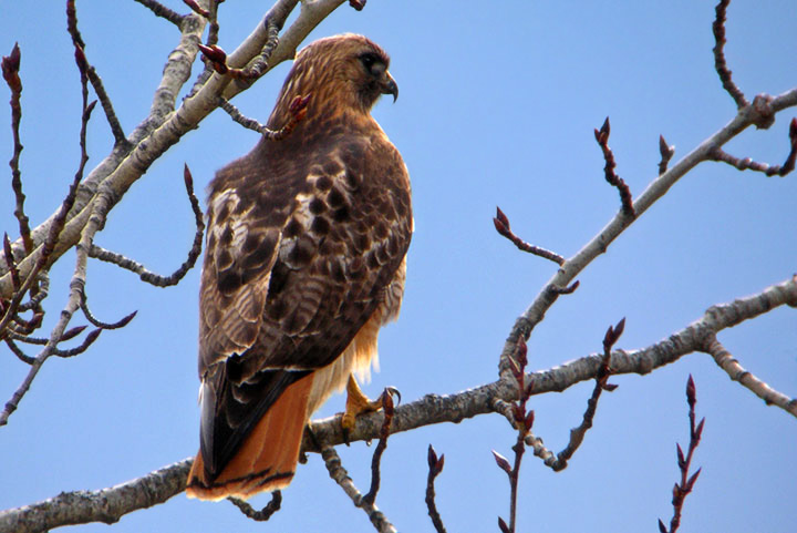 red-tailed hawk