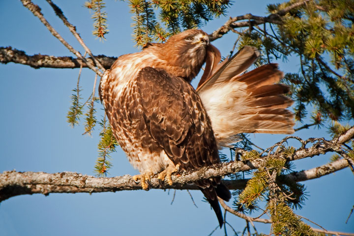 red-tailed hawk