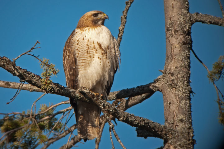 red-tailed hawk